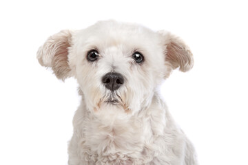 mixed breed dog
