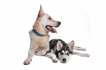 two mixed breed dogs