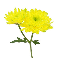 Beautiful chrysanthemum (yellow flowers) isolated on white background