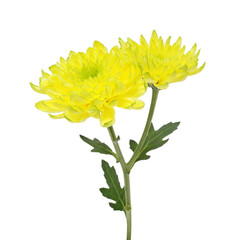 Beautiful chrysanthemum (yellow flowers) isolated on white background