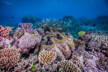 Fototapeta na wymiar Giant clam surrounded by healthy hard coral on the Great Barrier Reef