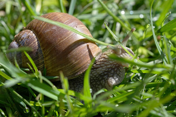 Roman snail (Helix pomatia) on the grass in the garden