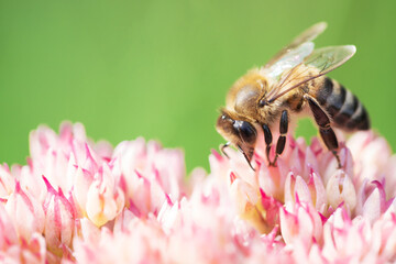 Honey bees collect pollen Spiraea flower. Macro shot.