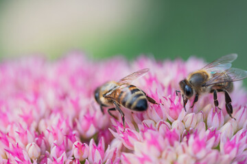 Honey bees collect pollen Spiraea flower. Macro shot.
