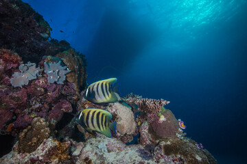 Naklejka na ściany i meble Angelfish sit on healthy hard corals on the reef