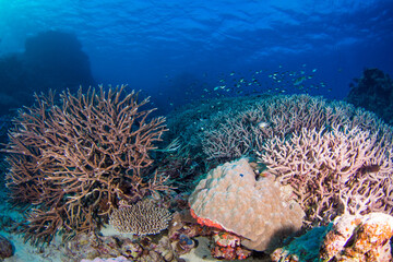 Naklejka na ściany i meble Healthy hard coral and fish on the Great Barrier Reef