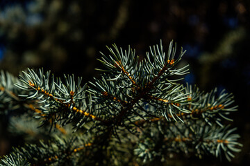 In the photo we see branches of a Christmas tree. Filmed in a low key