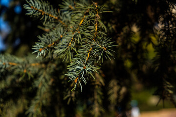 In the photo we see branches of a Christmas tree. Filmed in a low key