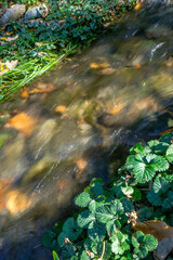 stream in the forest