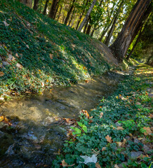 stream in forest