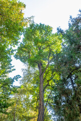 trees in the forest