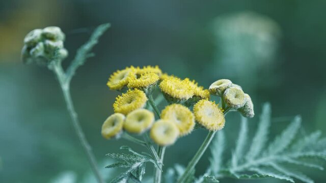 Tansy (Tanacetum vulgare) blossom covered in white dust, static close up, focus pull