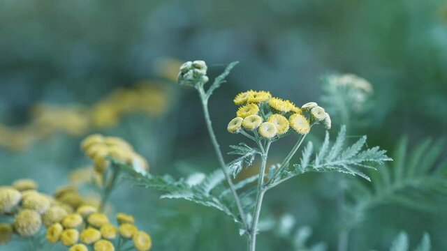 Tansy (Tanacetum vulgare) blossom covered in white dust, static close up