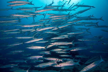 Fototapeta na wymiar A school of Barracuda on the reef