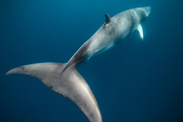 A Minke Whale, a small species of whale found on the Great Barrier Reef
