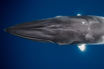 A Minke Whale, a small species of whale found on the Great Barrier Reef