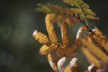 A close up of a tree