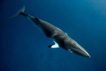 A Minke Whale, a small species of whale found on the Great Barrier Reef