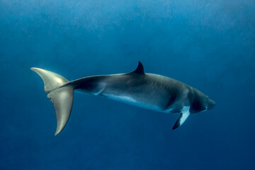 A Minke Whale, a small species of whale found on the Great Barrier Reef