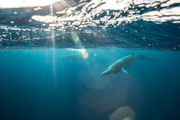 A Minke Whale, a small species of whale found on the Great Barrier Reef