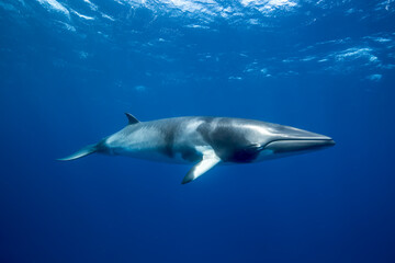 A Minke Whale, a small species of whale found on the Great Barrier Reef © Jemma Craig
