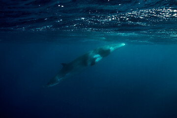 Obraz premium A Minke Whale, a small species of whale found on the Great Barrier Reef