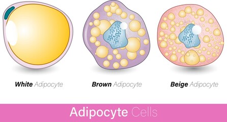 Brown adipocyte beige adipocyte white adipocyte vector illustration eps - obrazy, fototapety, plakaty