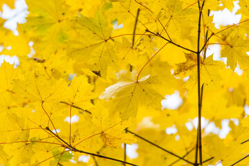 Yellow autumn maple leaves and branches. background