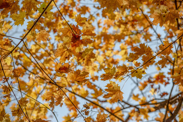 Yellow autumn maple leaves and branches. background