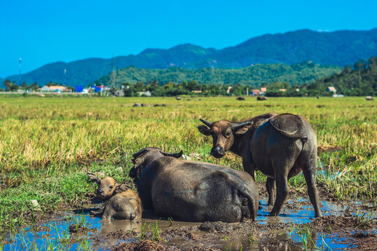 Water Buffalo Family calf lie Together in field puddle, looking at camera, meadow grass, sunny clear sky, forested mountains background. Landscape scenery, beauty of nature animals concept summer day