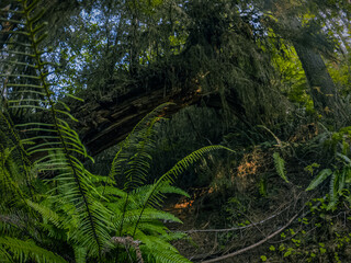 Fallen tree