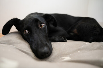Cute black shepherd dog lying on her bed