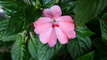 Fototapeta premium ピンク色の花