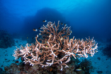 Healthy hard coral and fish on the Great Barrier Reef