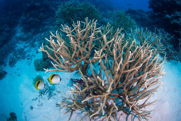 Naklejka na ściany i meble Healthy hard coral and fish on the Great Barrier Reef
