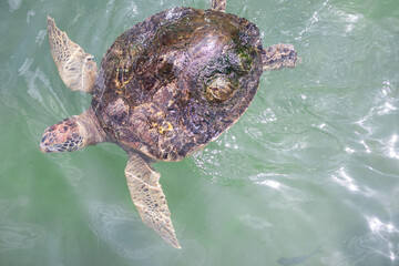 turtle on the beach