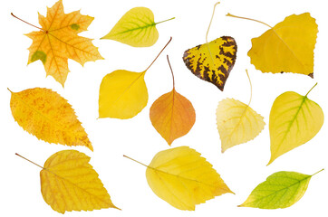Fototapeta na wymiar Yellow autumn leaves set isolated on white background