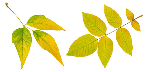 Fototapeta na wymiar Yellow autumn ash leaves set isolated on white background