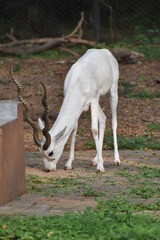 Naklejka na ściany i meble antelope in the zoo