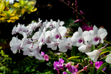 aloha, background, beautiful, beauty, bloom, blooming, blossom, bright, china rose, chinese...