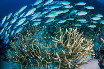 Naklejka na ściany i meble A school of fish on the reef