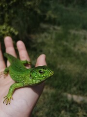 lizard on the palm