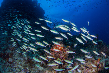A school of fish on the reef