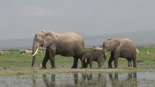 A very small family of elephant. mother and two children