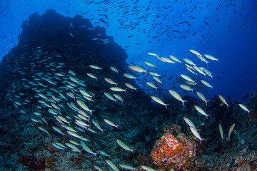 Fototapeta na wymiar A school of fish on the reef