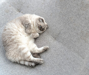 Photo Scottish cat breed, white with blue eyes, scottish-fold