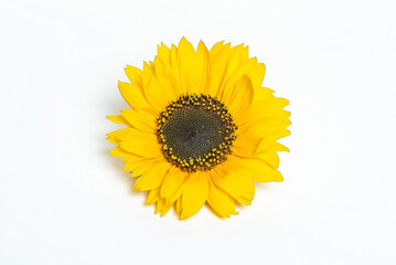 Sunflower isolated
on white background. 
Seeds and oil. Flat lounger, top view
