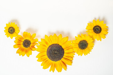 Sunflowers on a white background with copy space. Floral close-up. Flat lay top-down composition with beautiful sunflowers. Top view of five  sunflowers.
