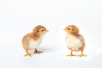 Cute two little chicken isolated on white background