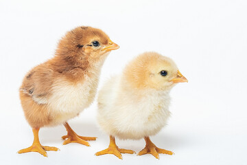  two cute little chicken isolated on white background
